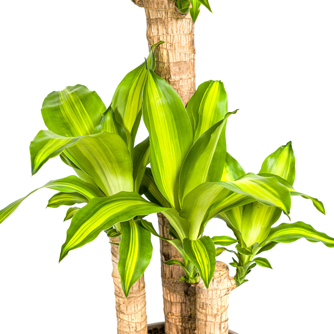 Drachenbaum mit Korb - Dracaena Fragrans Massangeana - Ø21cm - ↕90 - 110cm