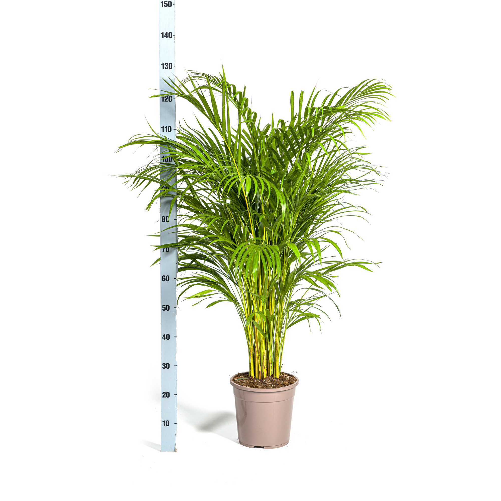 Goldpalme mit Korb - Dypsis Areca Lutescens - Ø24cm - ↕120 - 140cm