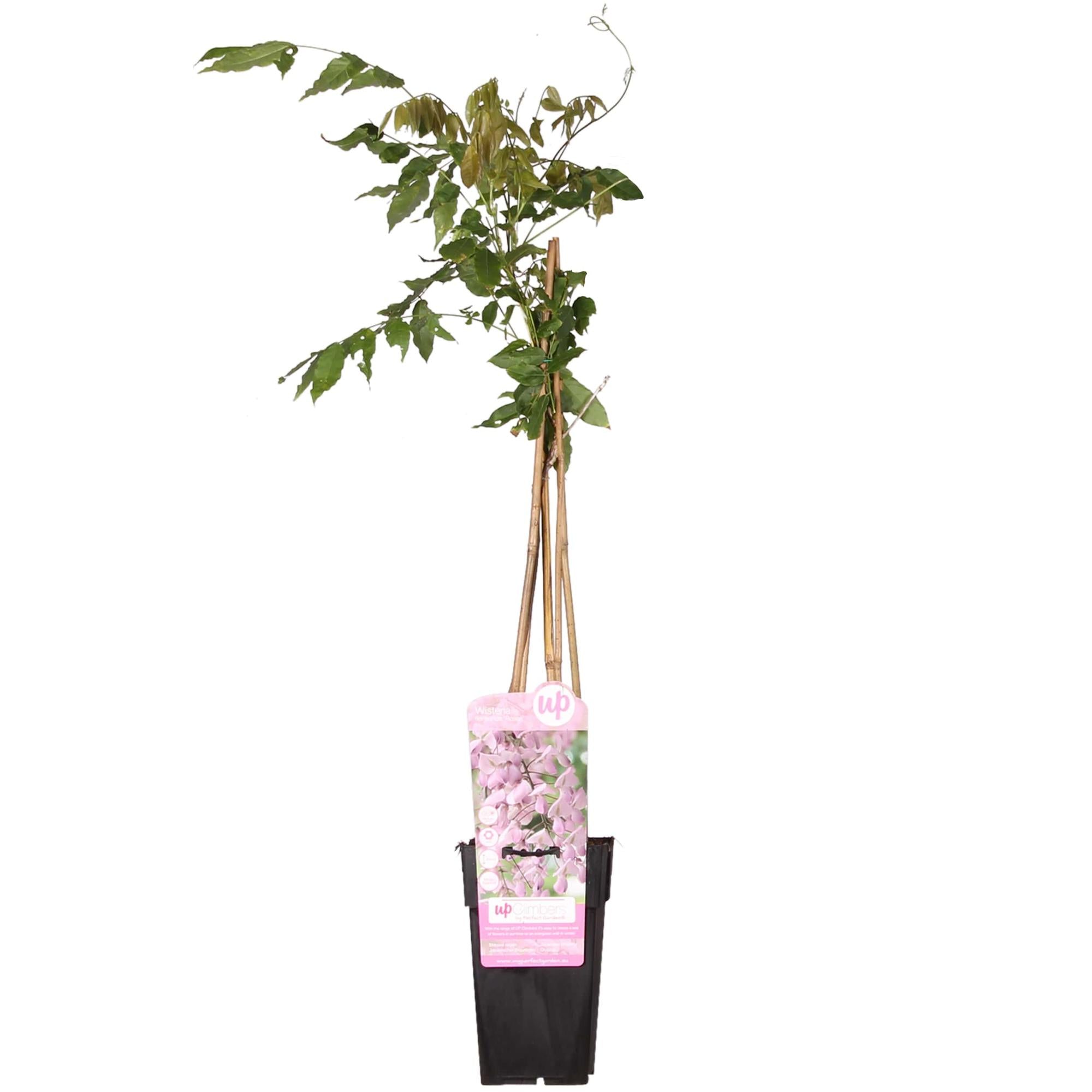 Blauregen - Wisteria floribunda &