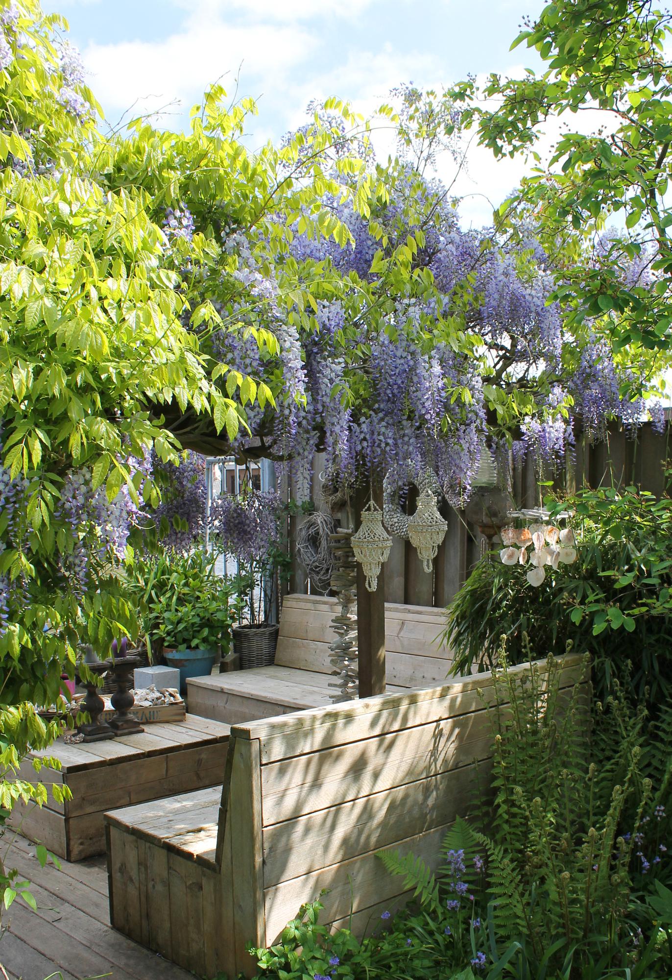 Purpurner Regen - Wisteria sinensis Caroline - Ø15cm - ↕65cm