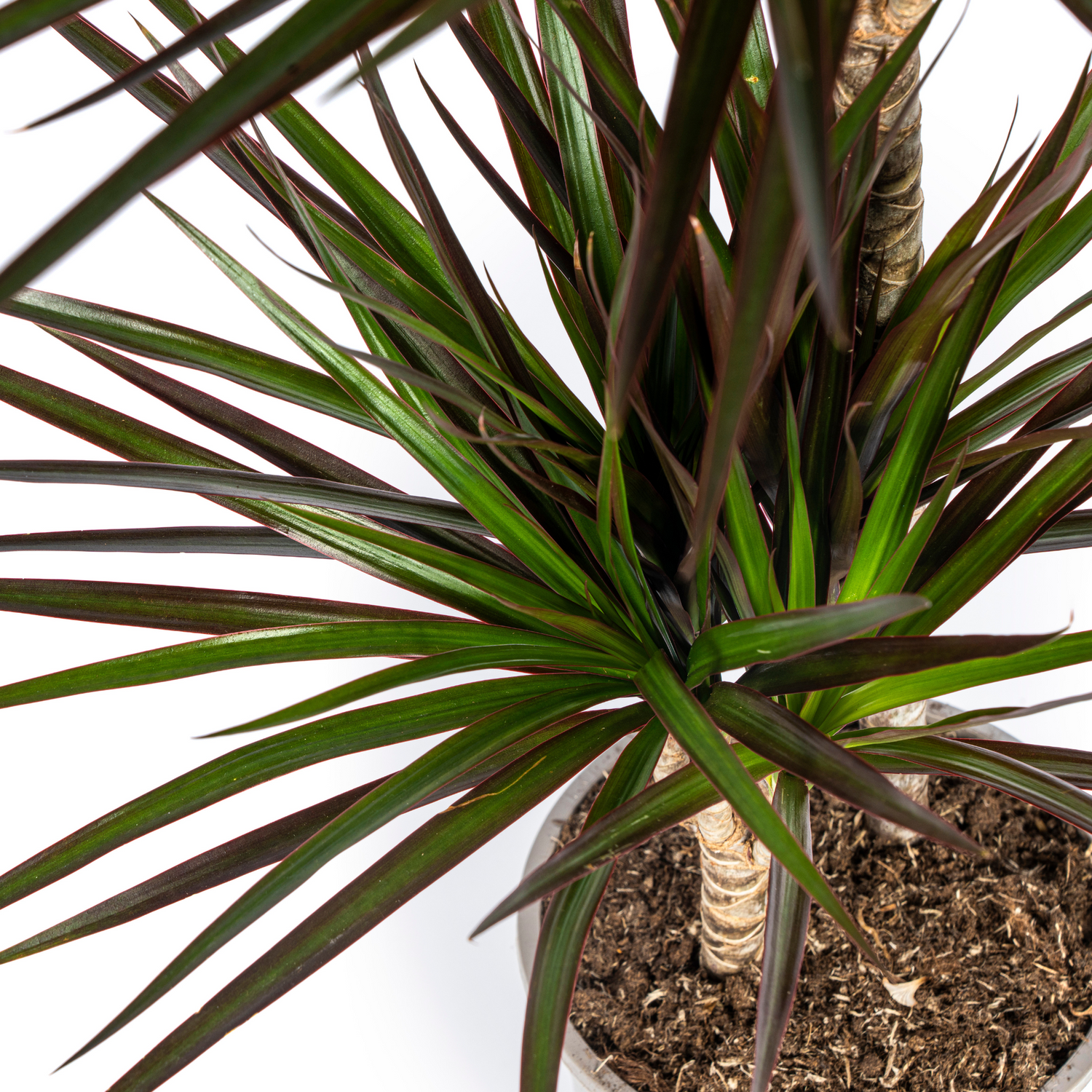 Drachenbaum mit Korb - Dracaena Marginata Magenta - Ø24cm - ↕130 - 150cm