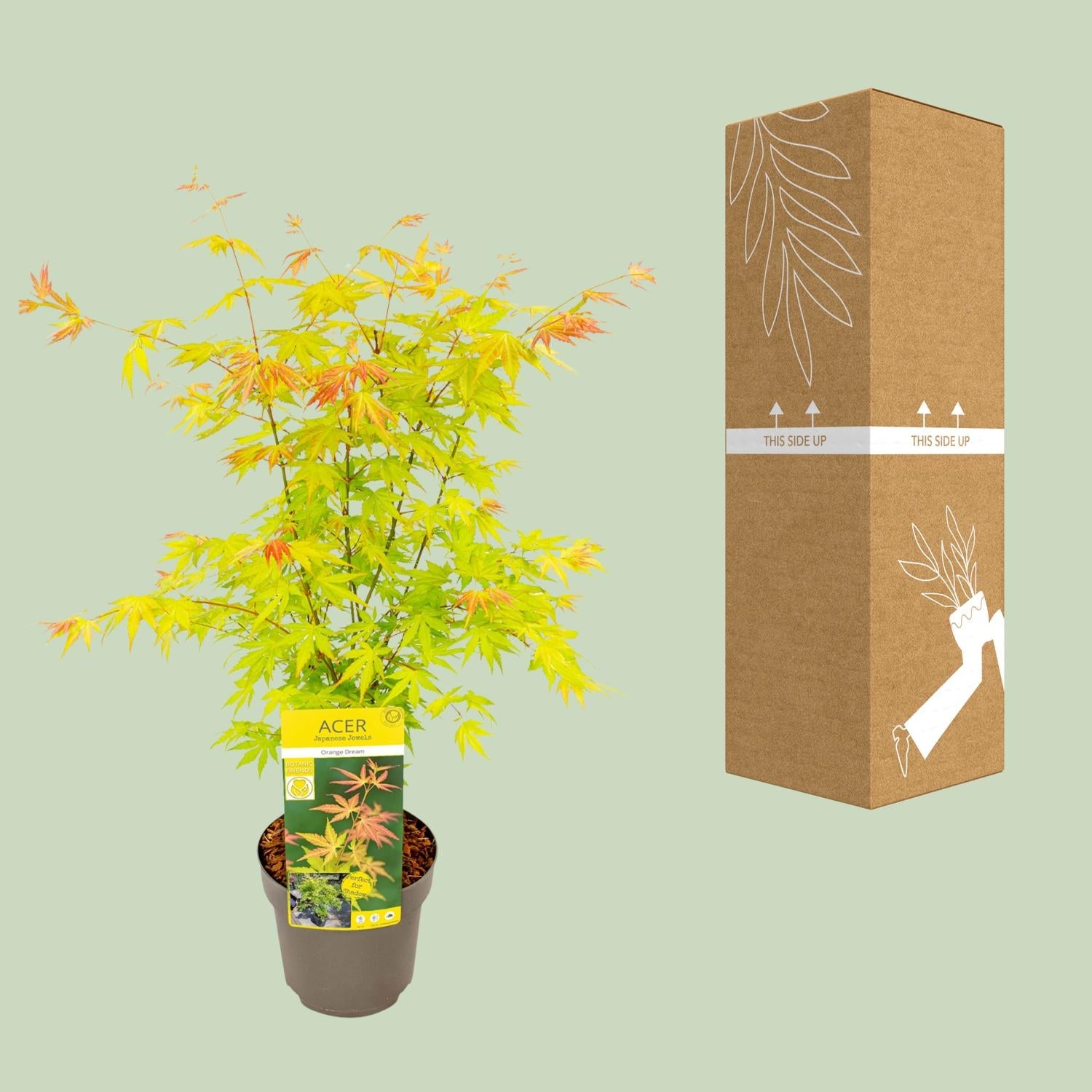Fächerahorn - Acer palmatum Orange Dream - Ø19cm - ↕50cm