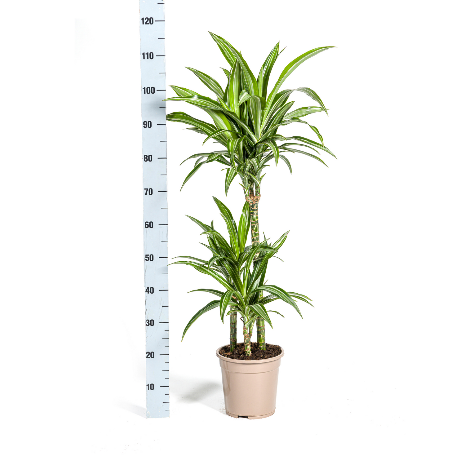 Drachenbaum mit Korb - Dracaena Deremensis White Stripe mit Korb Ø21cm - ↕90 - 110cm