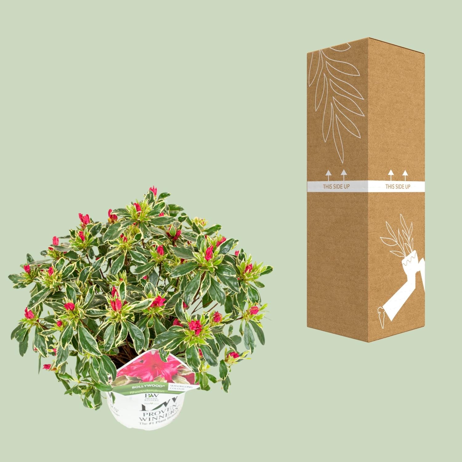 Rhododendron &