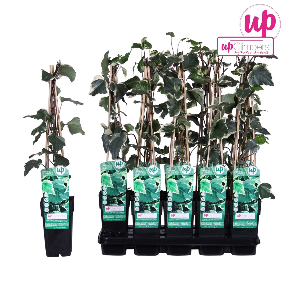 Gelbbunter Efeu - Hedera algeriensis &