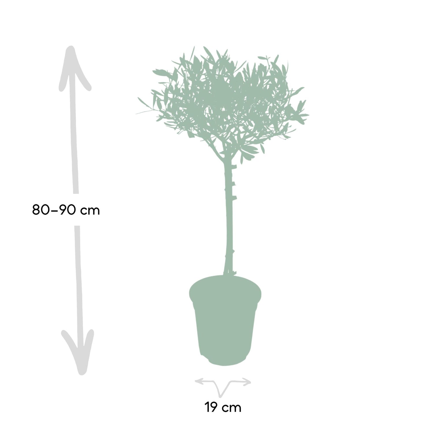 Olive Stämmchen - Ø19cm - ↕90cm