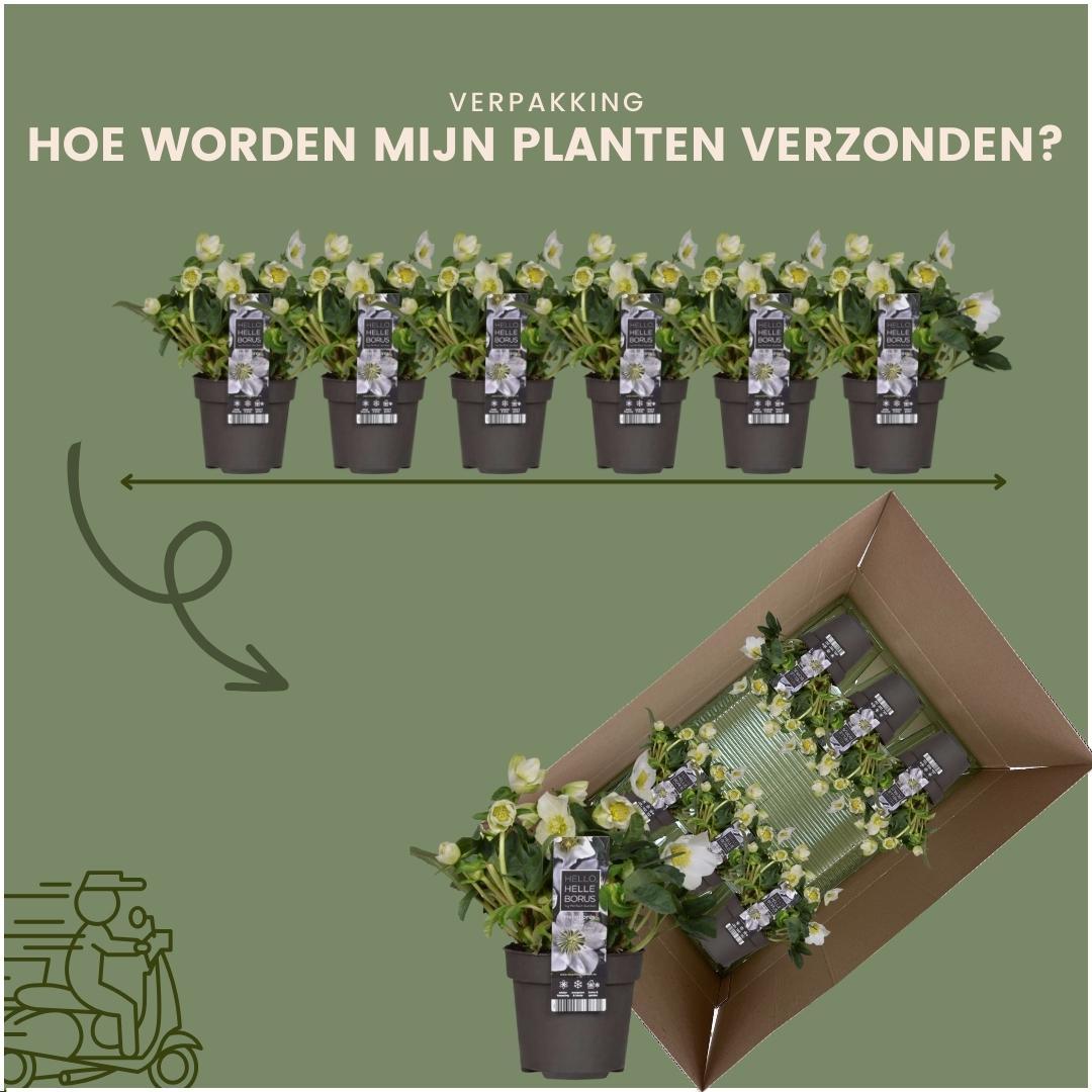 Christrose (6 Stück) - Helleborus niger &
