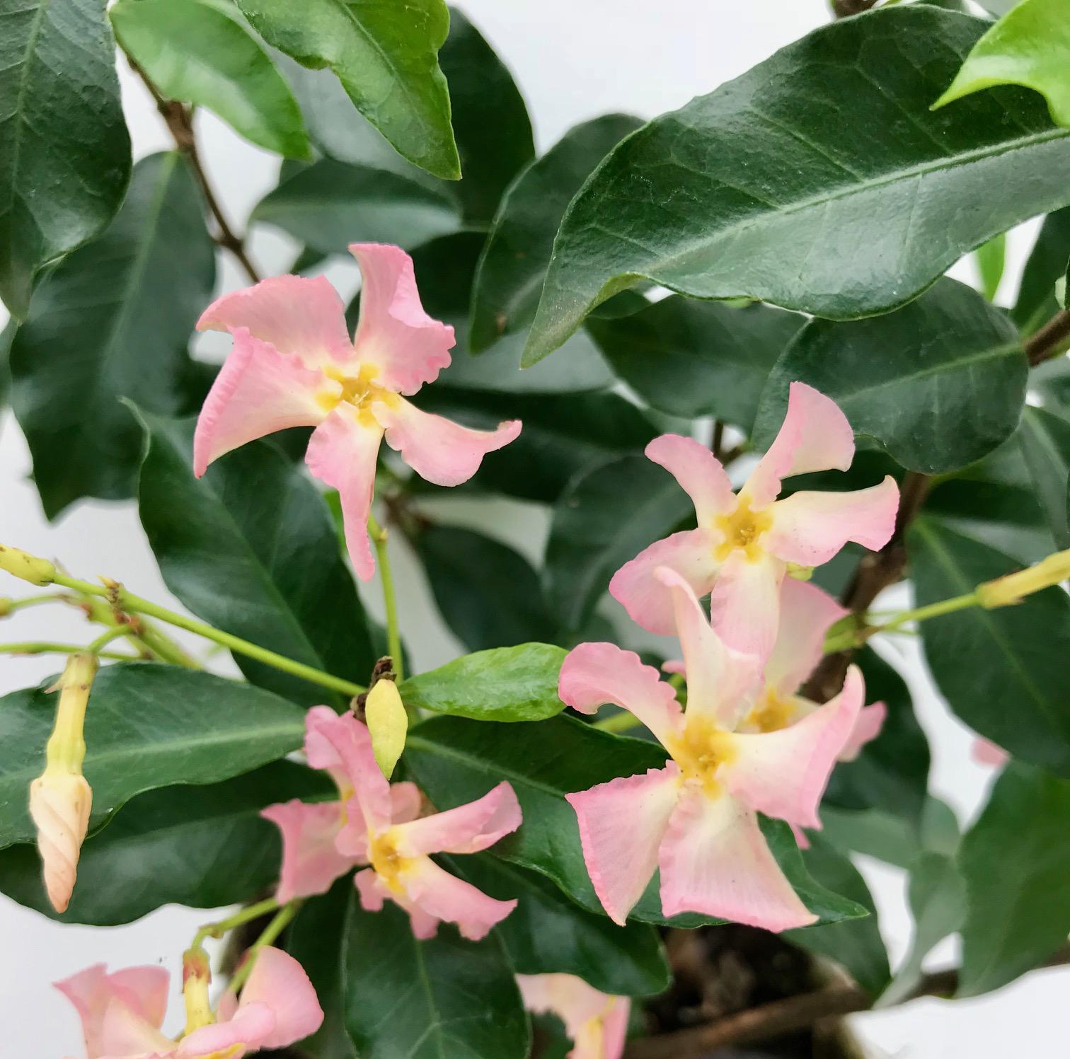 Toskanischer Jasmin Rosa - Trachelospermum &