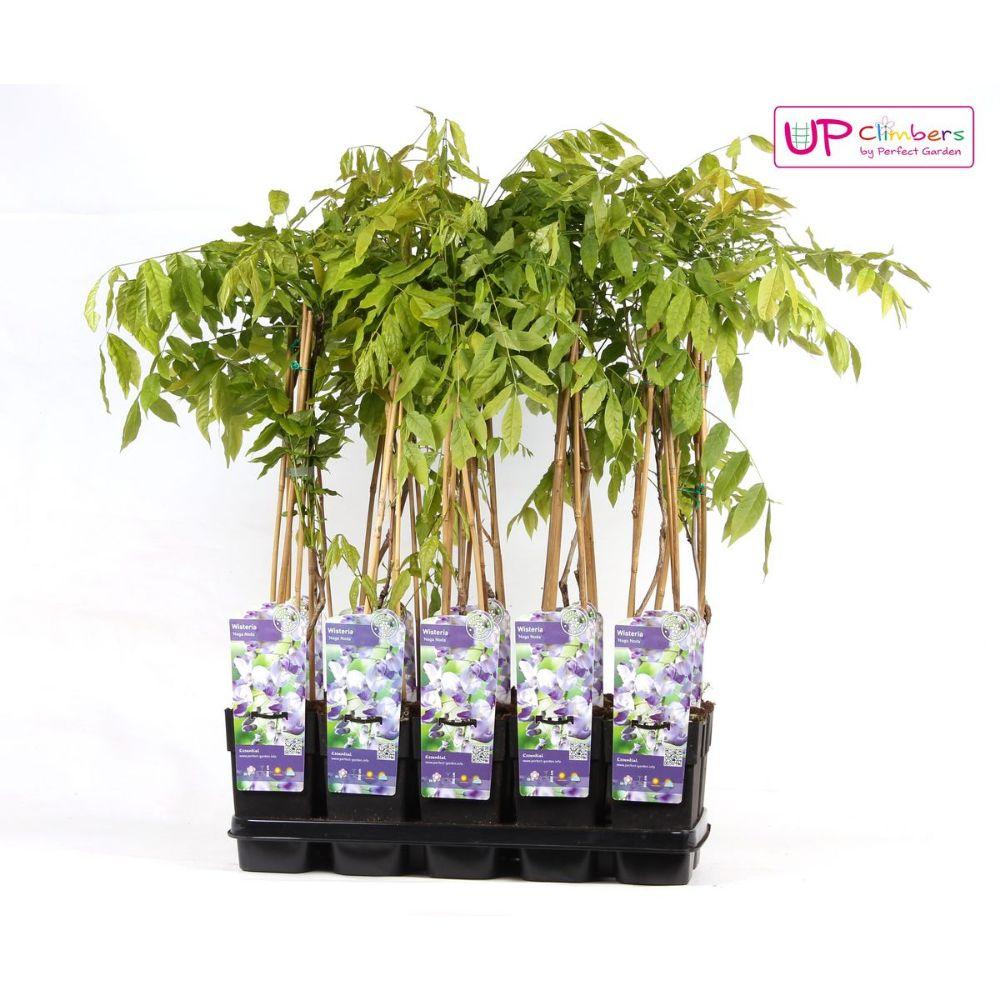 Blauregen - Wisteria floribunda &