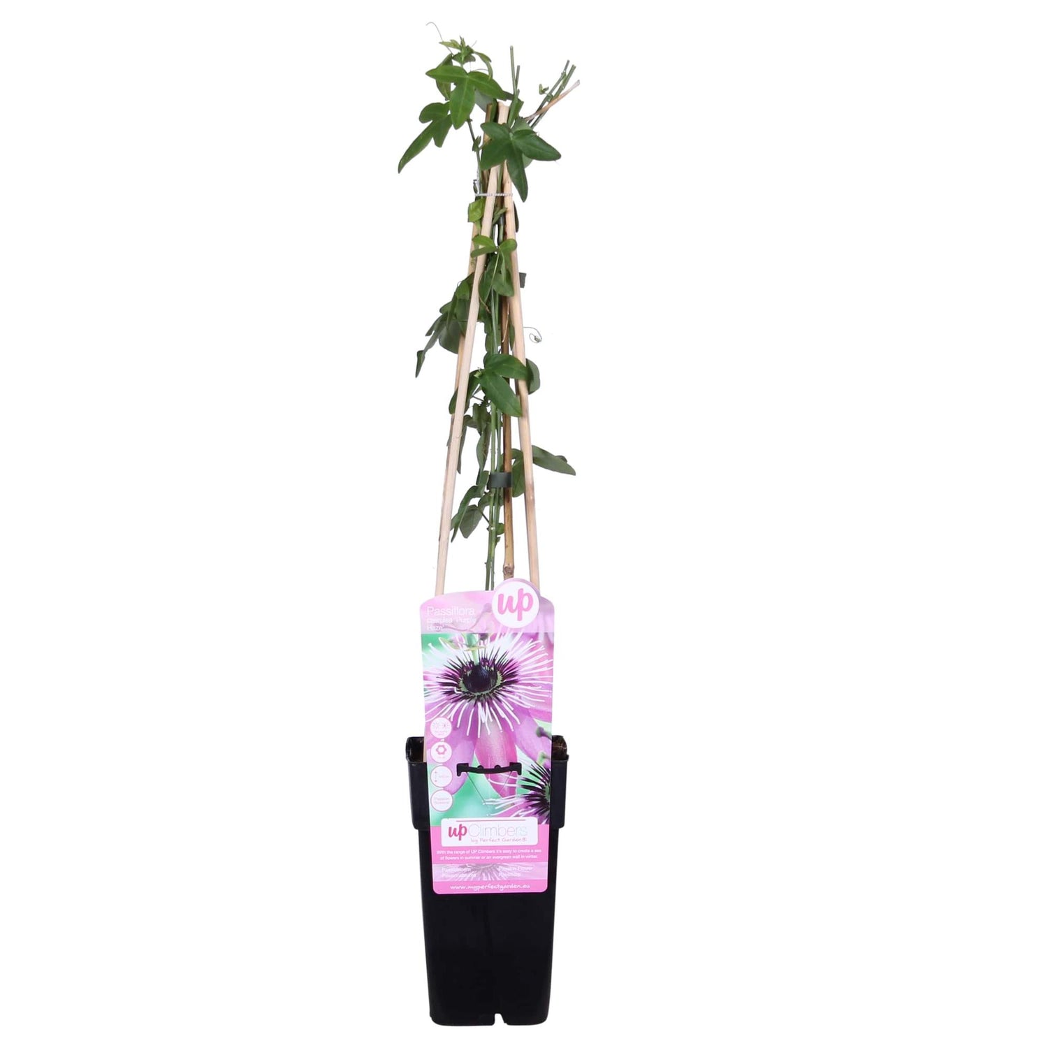 Passionsblume - Passiflora Violett &
