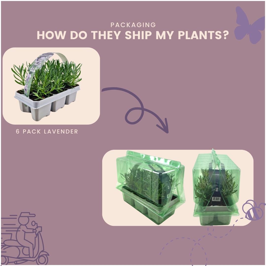 Lavendel weiß - 12er Set - Ø7 cm - ↕15 cm