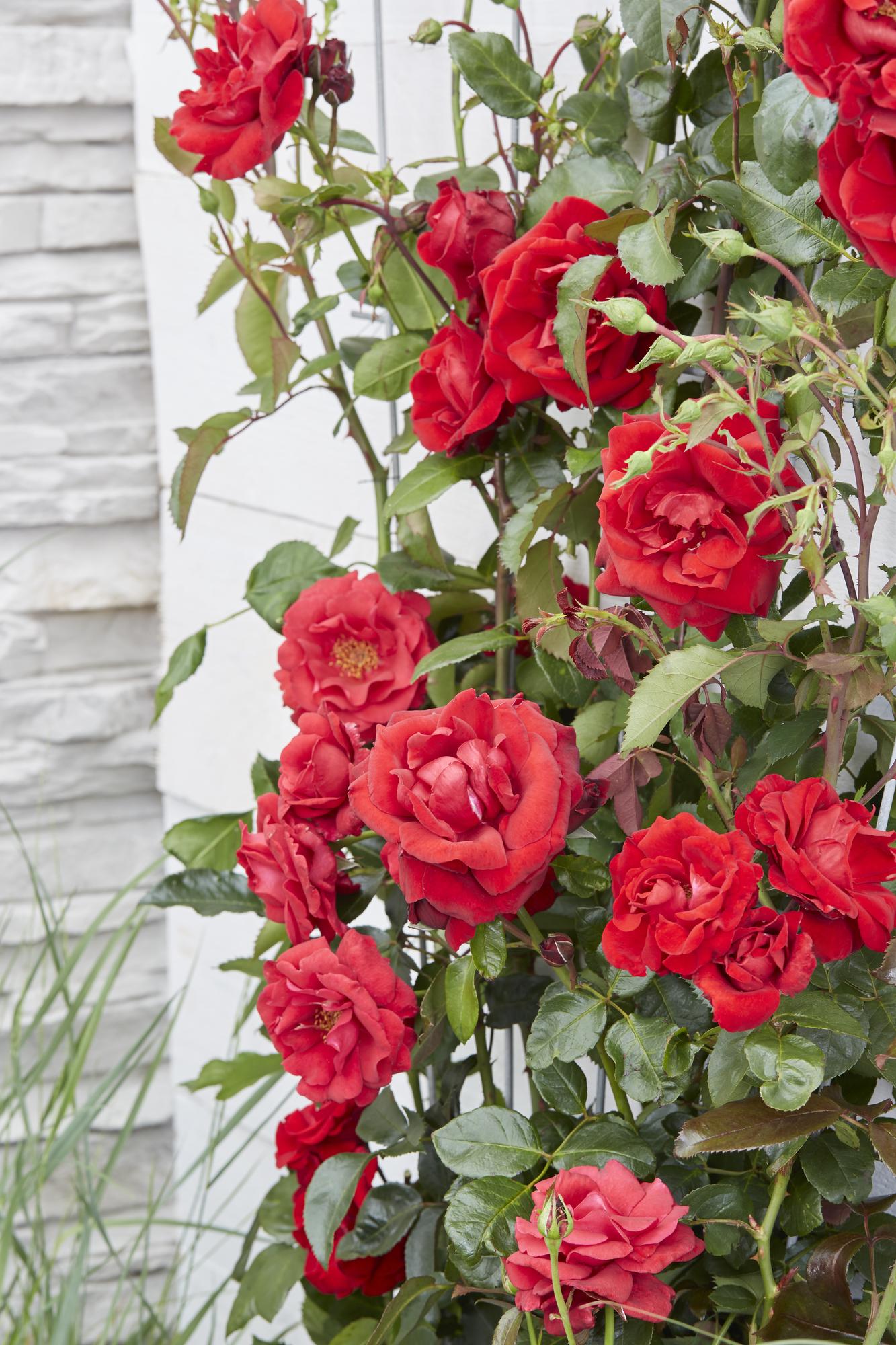 Rosa Crazy in love &