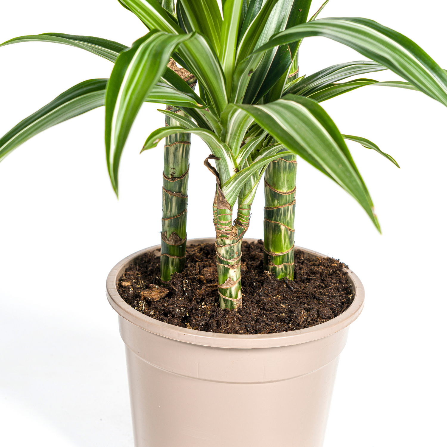 Drachenbaum mit Korb - Dracaena Deremensis White Stripe mit Korb Ø21cm - ↕90 - 110cm