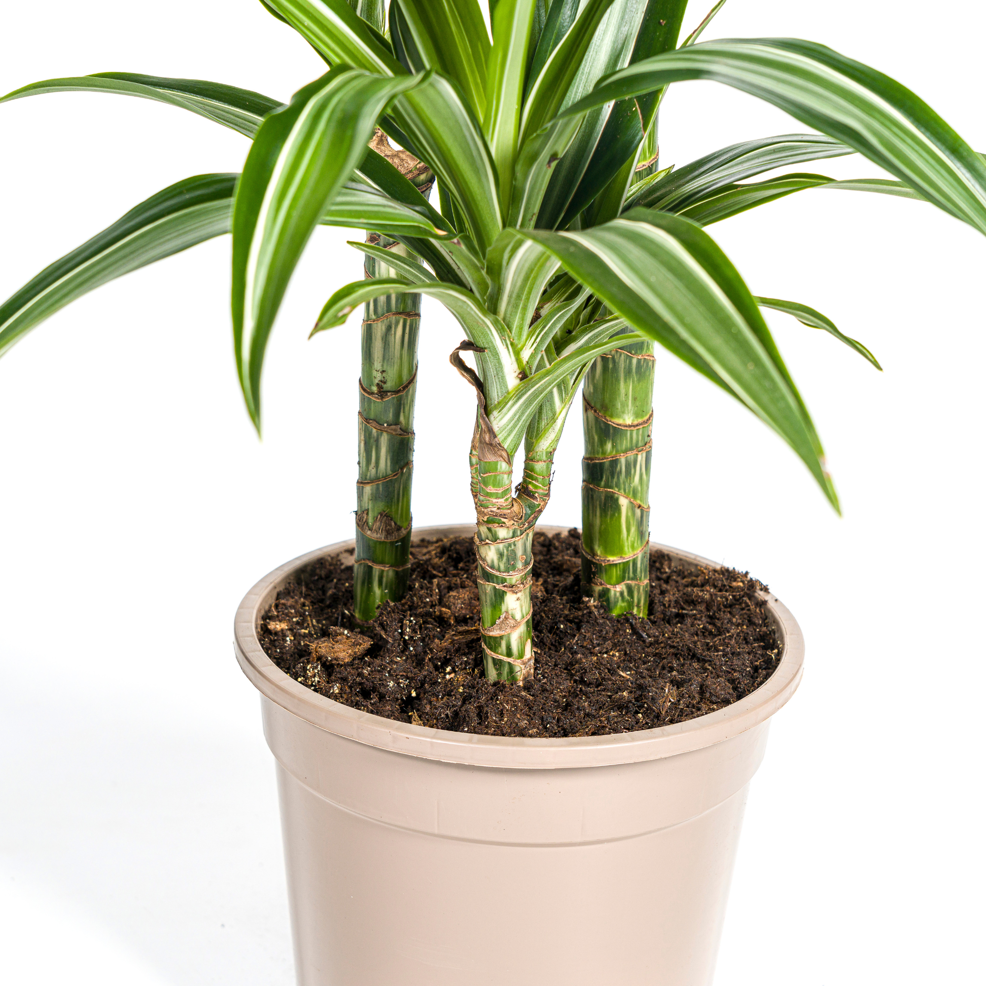 Drachenbaum mit Korb - Dracaena Deremensis White Stripe mit Korb Ø21cm - ↕90 - 110cm