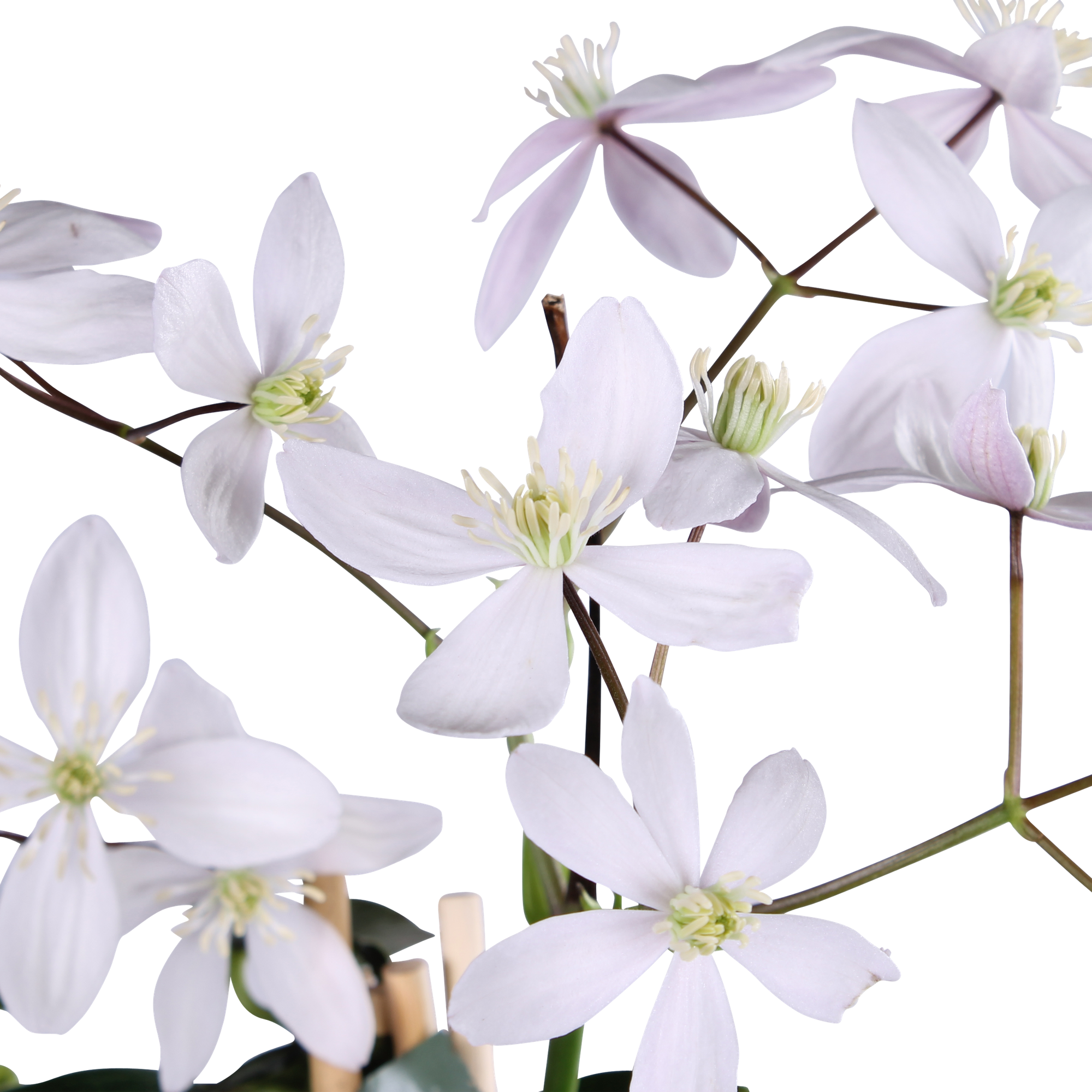 Clematis armandii Apple Blossom - Immergrüne Clematis Hellrosa - Ø15cm - ↕65cm
