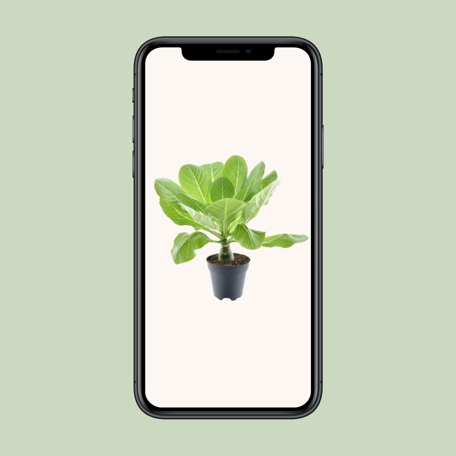 Brighamia Insignis &