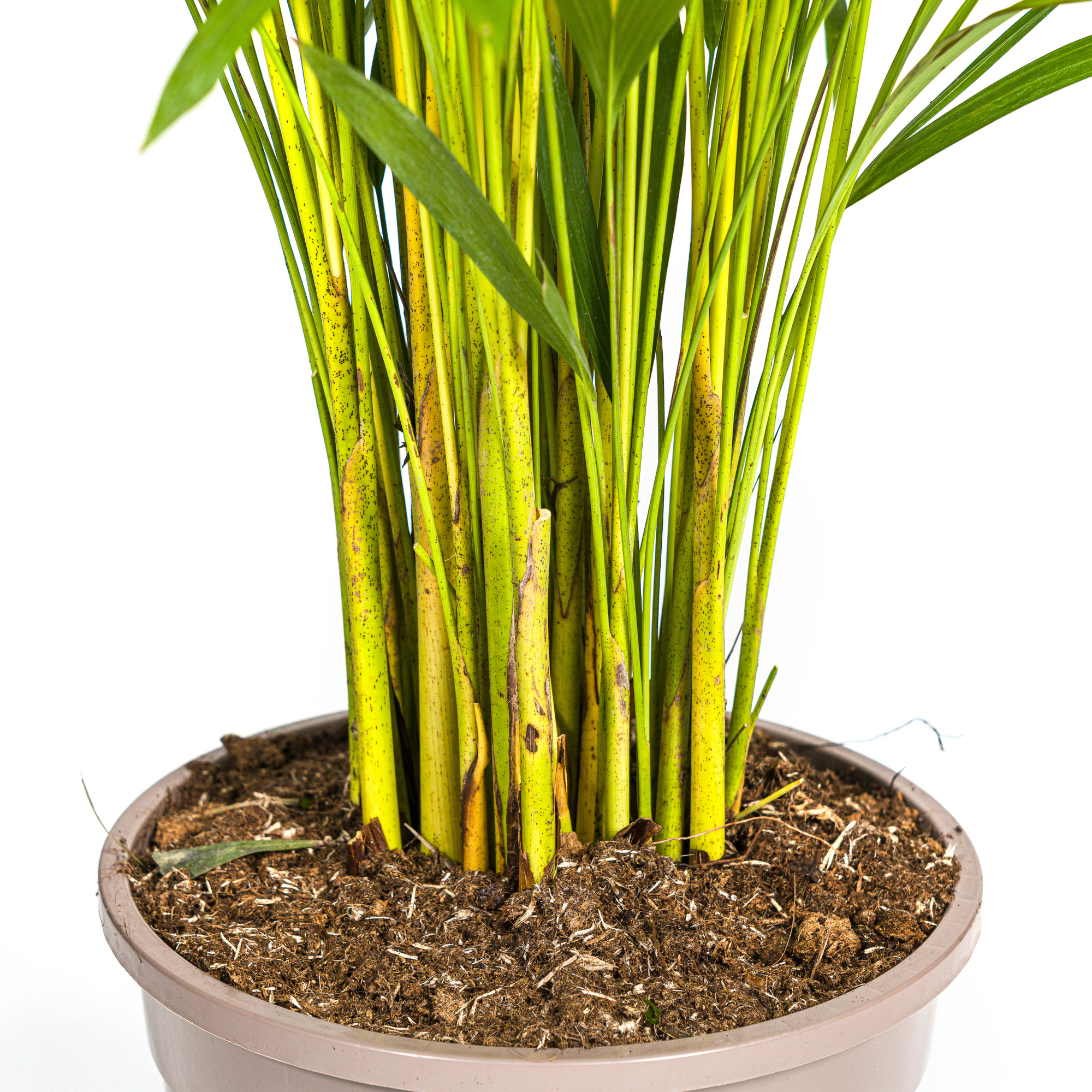 Goldpalme mit Korb - Dypsis Areca Lutescens - Ø24cm - ↕120 - 140cm