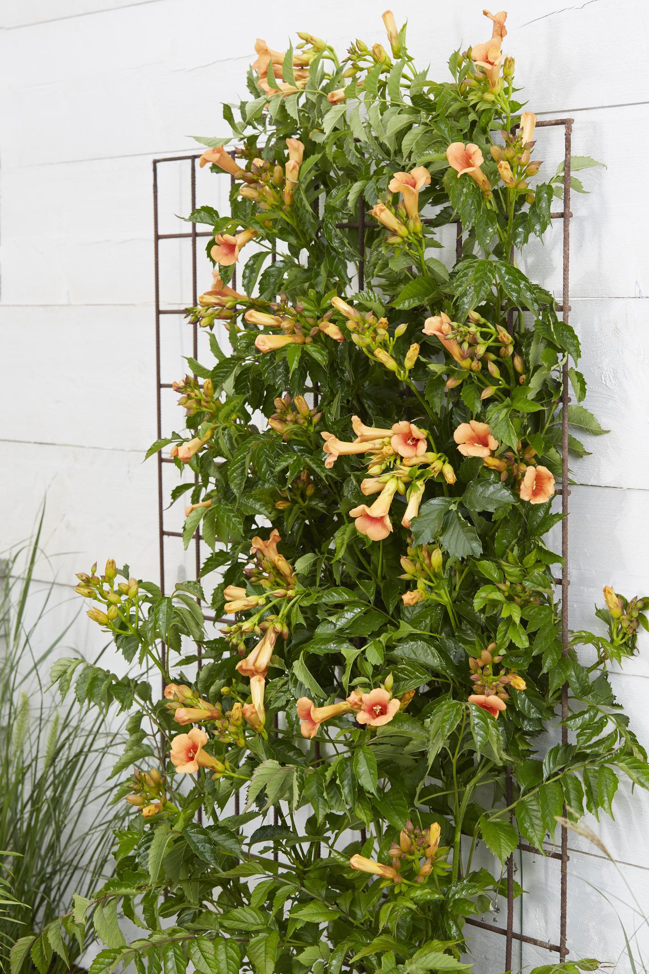 Trompetenblume - Campsis Indian Summer Orange - Ø15cm - ↕65cm
