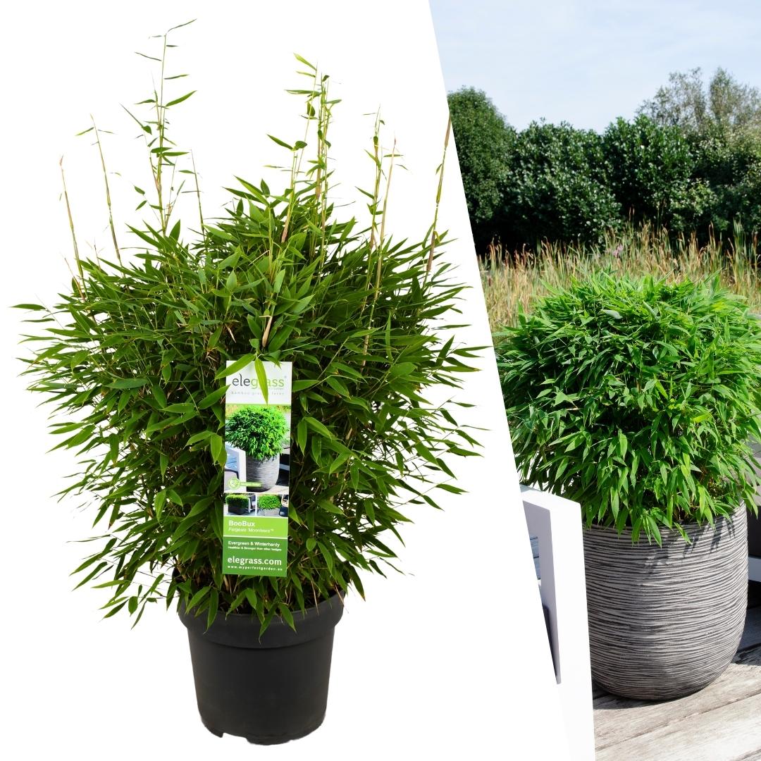 Bambus XL - Fargesia moontears - Ø 29 cm - ↨ 70 cm