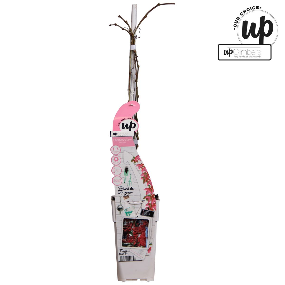 Jungfernrebe - Parthenocissus henryana - Ø15cm - ↕65cm