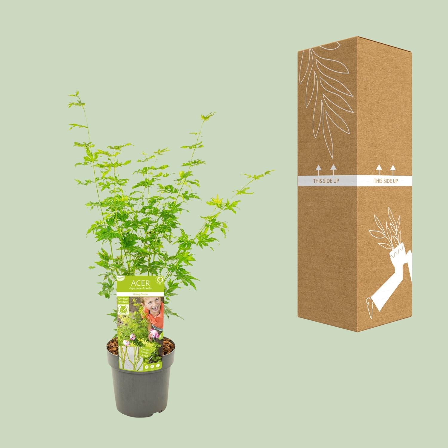 Fächerahorn - Acer palmatum Going Green - Ø19cm - ↕50cm