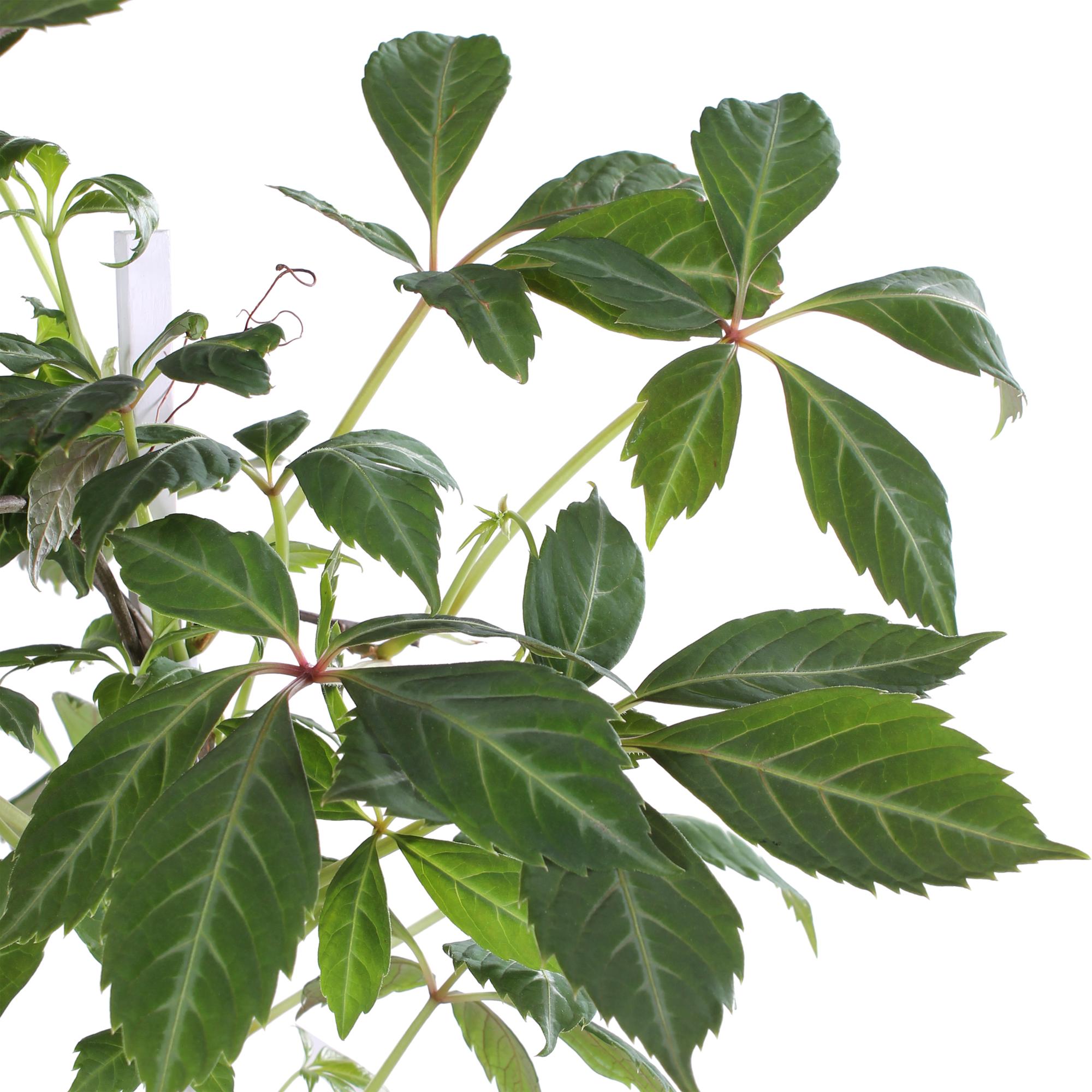 Jungfernrebe - Parthenocissus henryana - Ø15cm - ↕65cm