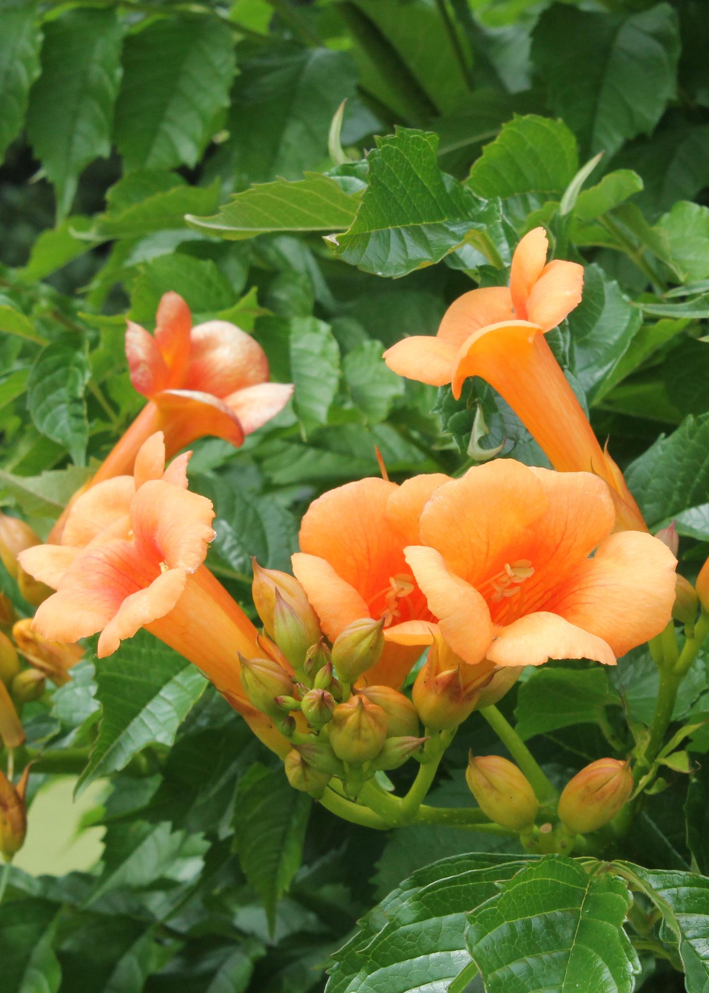 Trompetenblume - Campsis Indian Summer Orange - Ø15cm - ↕65cm