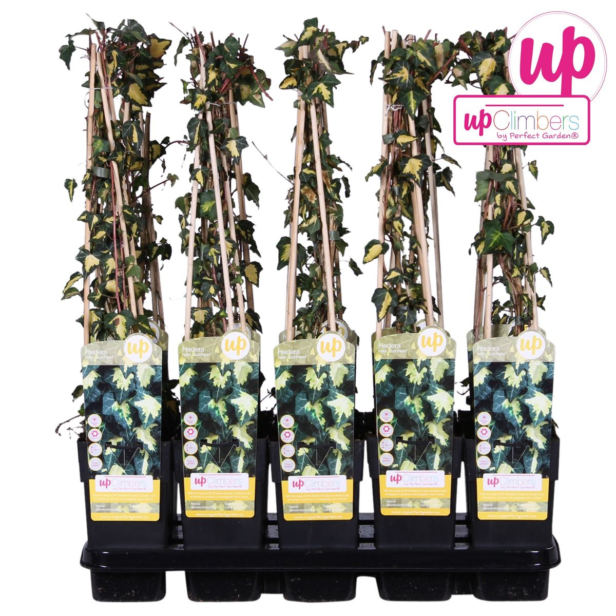Efeu - Hedera helix &
