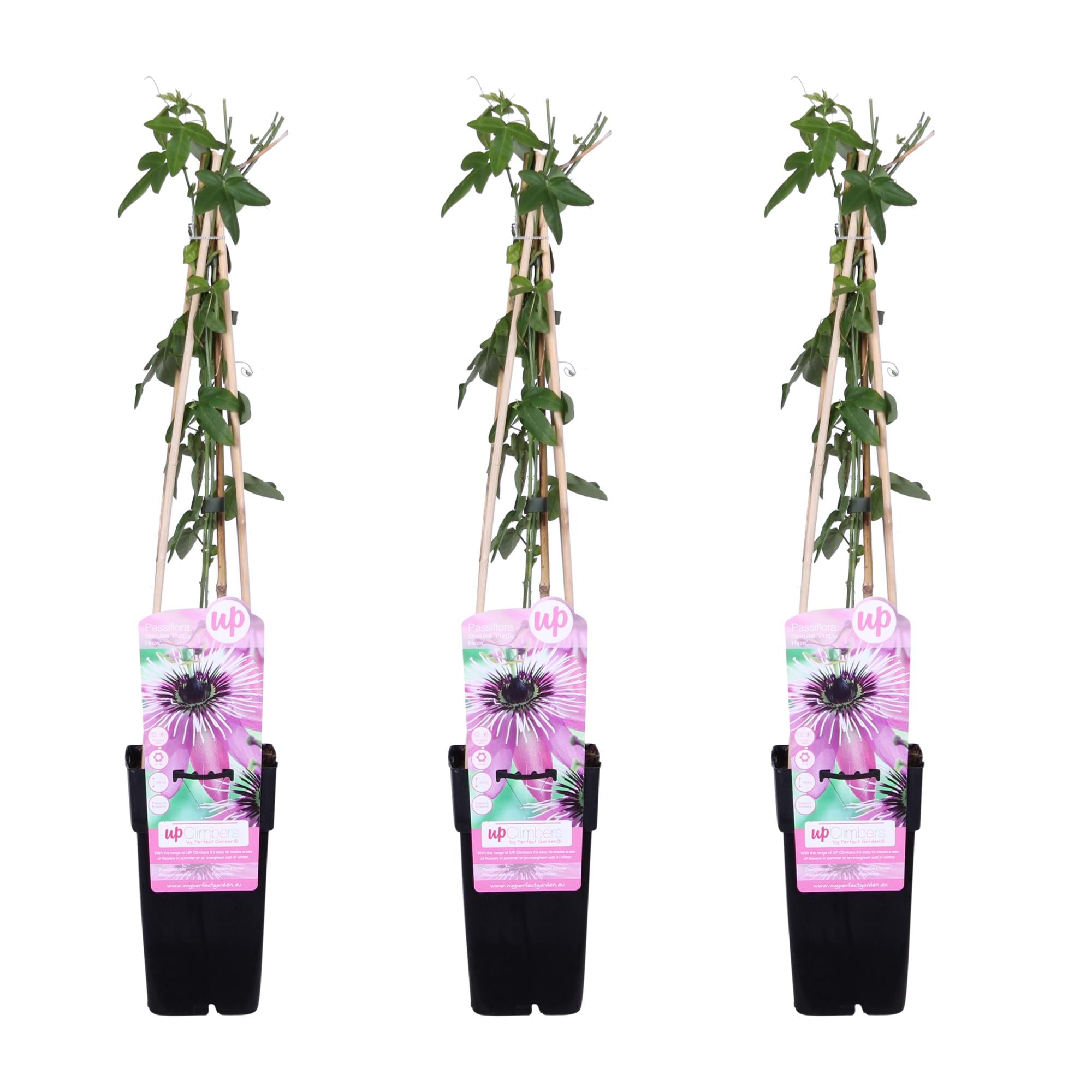 Passionsblume &