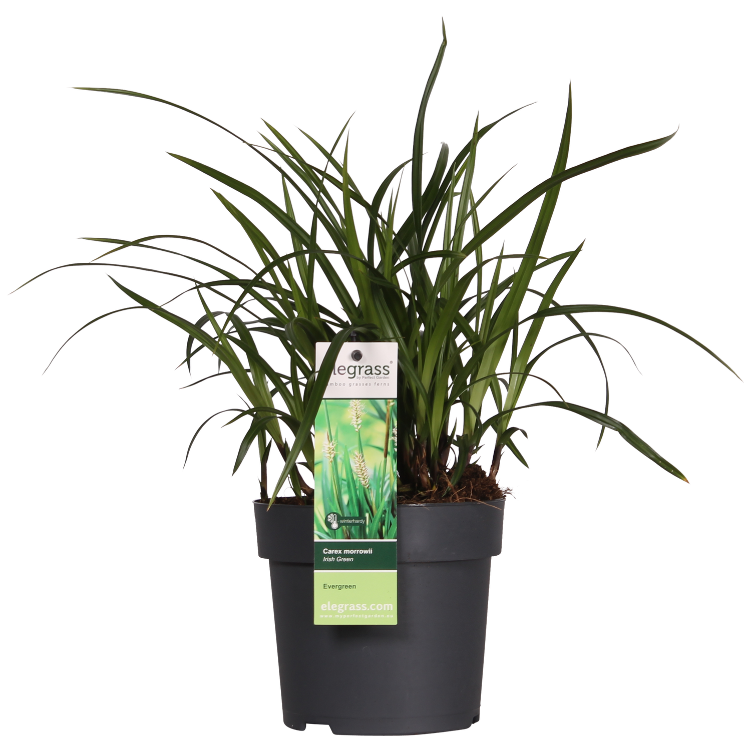 Japan-Segge - Carex morrowii Irish Green