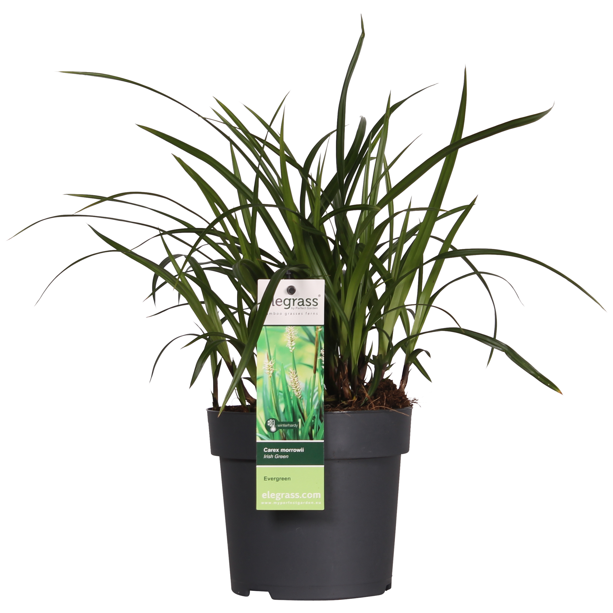 Japan-Segge - Carex morrowii Irish Green