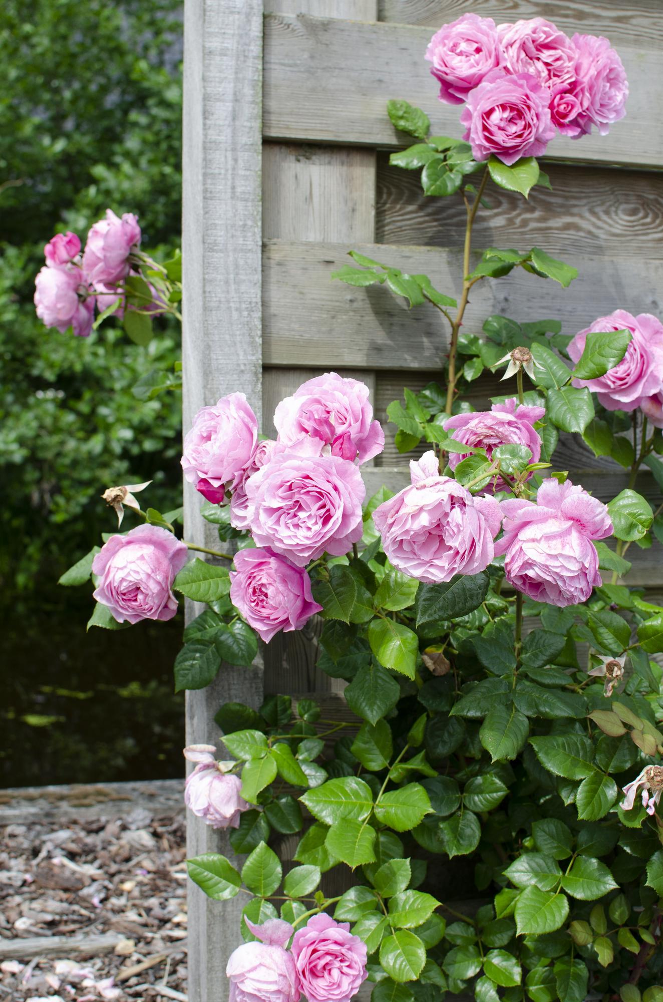 Rosa Crazy in love &