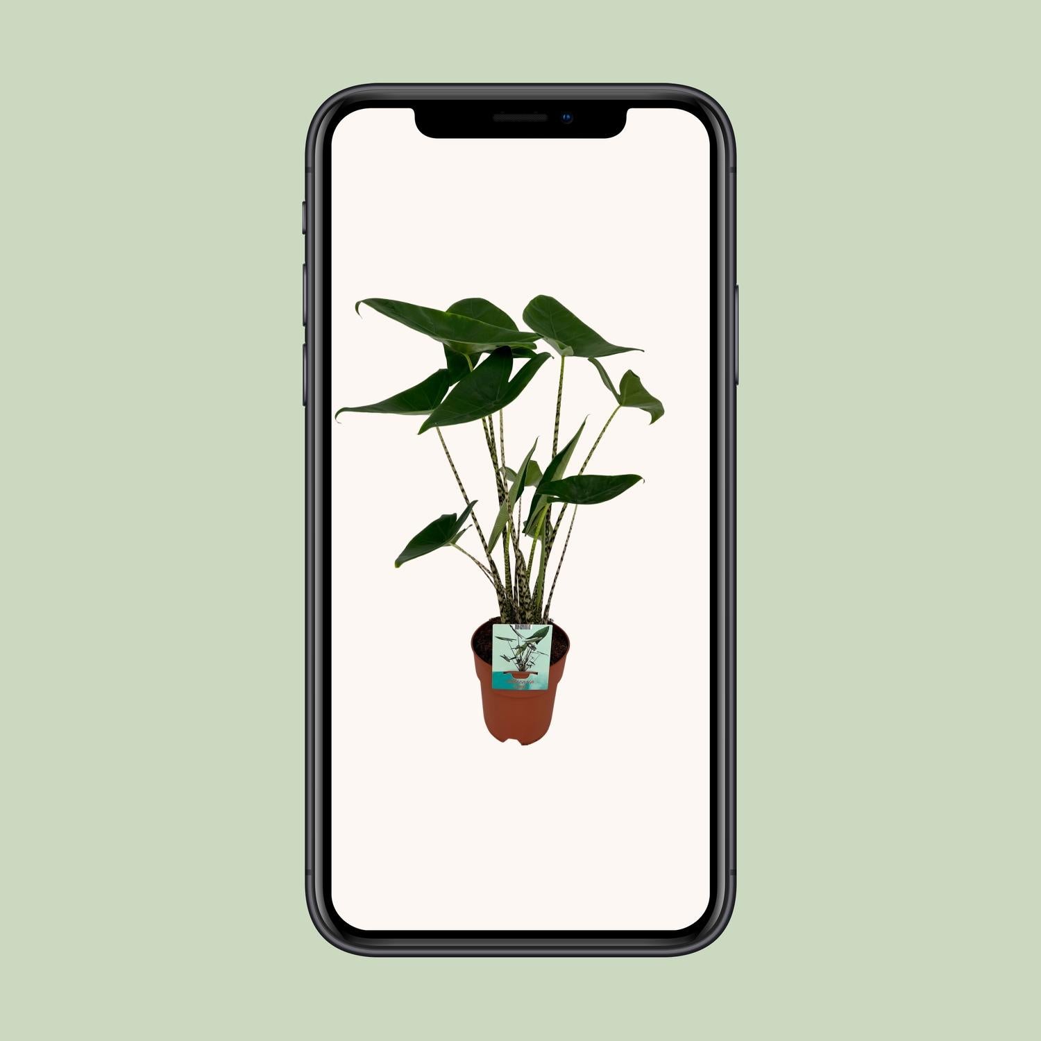 Alocasia Zebrina - Elefantenohr - Ø19cm - ↕75cm