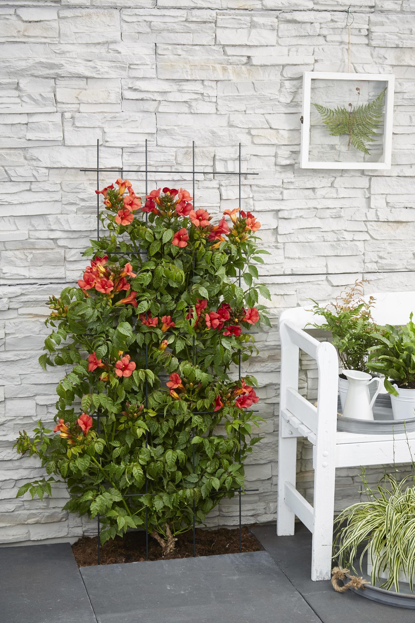 Trompetenblume - Campsis Summer Jazz Fire Trumpet - Ø19cm - ↕70cm - Ø15 - ↨65cm