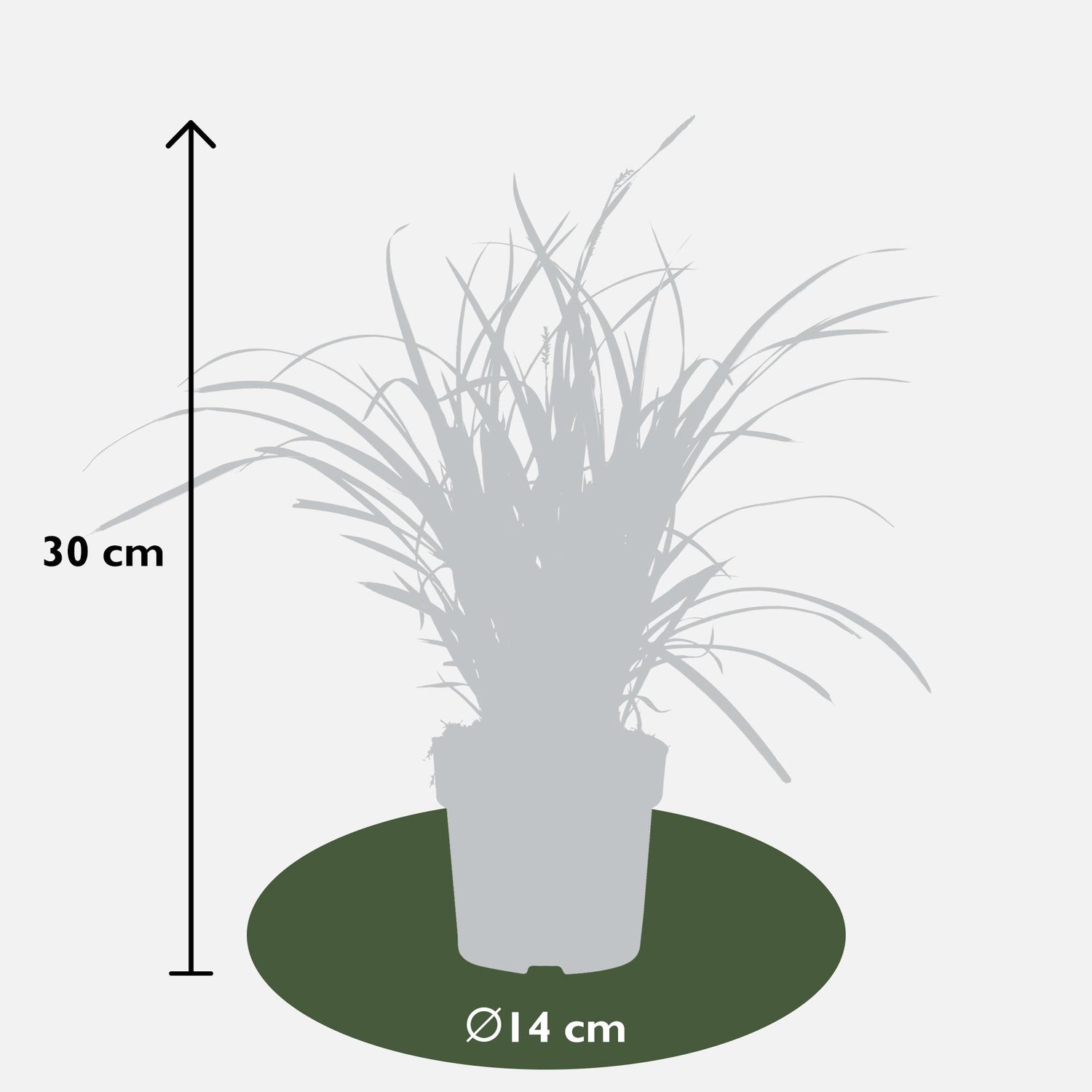 Japan-Segge - Carex morrowii &