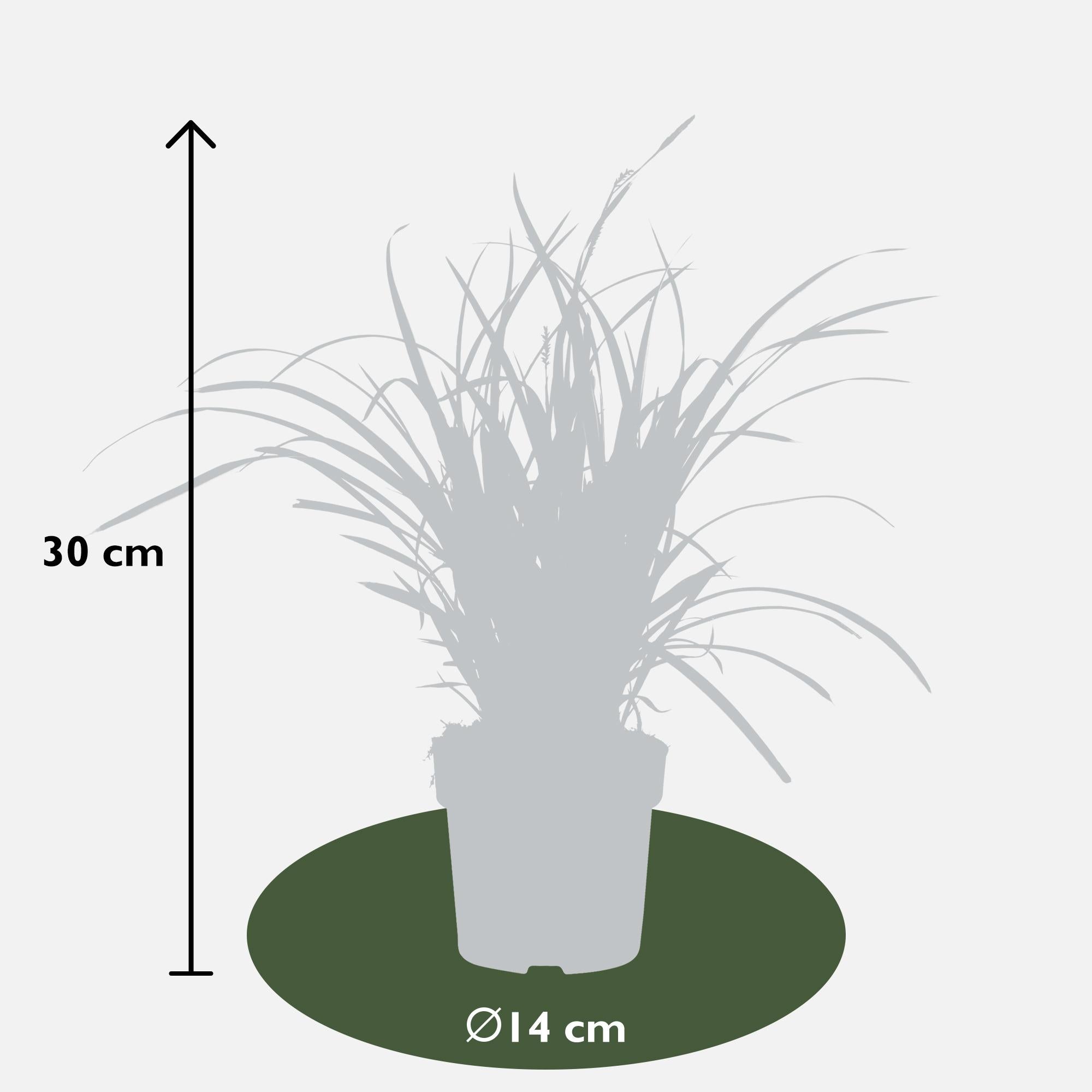 Japan-Segge - Carex morrowii &