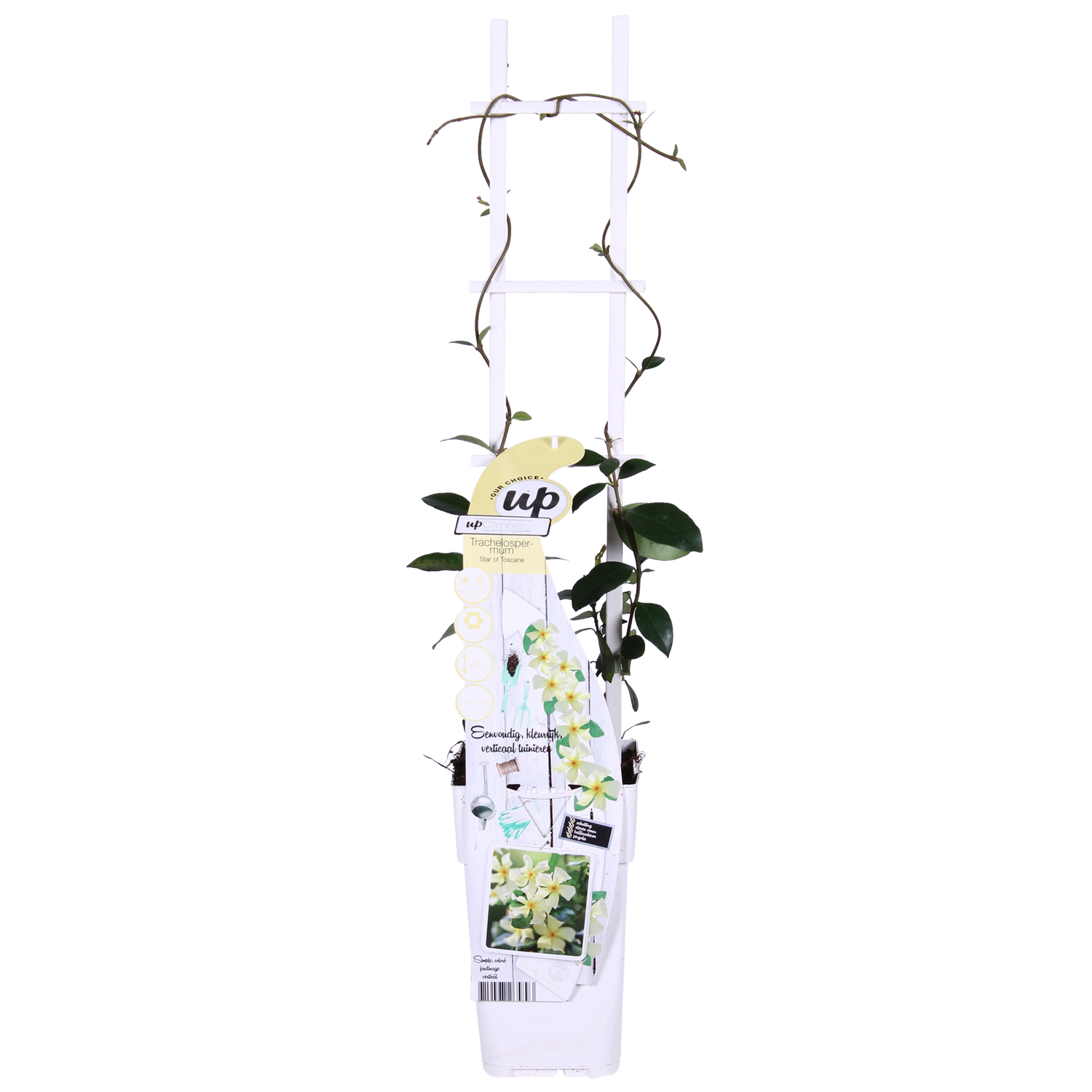 Toskanischer Jasmin Gelb - Trachelospermum &