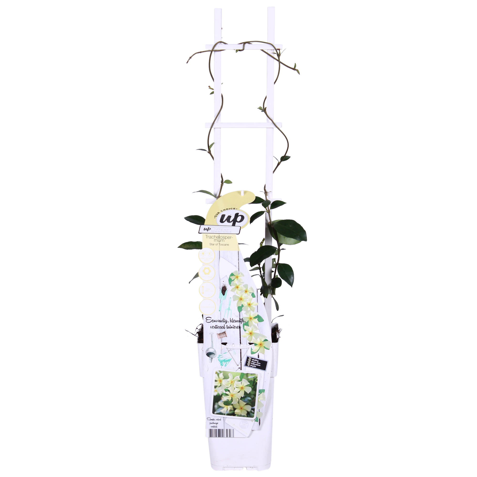 Toskanischer Jasmin Gelb - Trachelospermum &