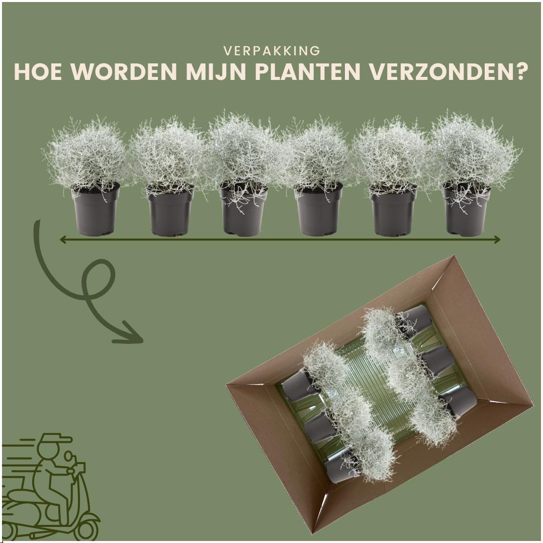 Silberkörbchen - Calocephalus (6er Set) - 10 cm Ø - 15 cm ↕