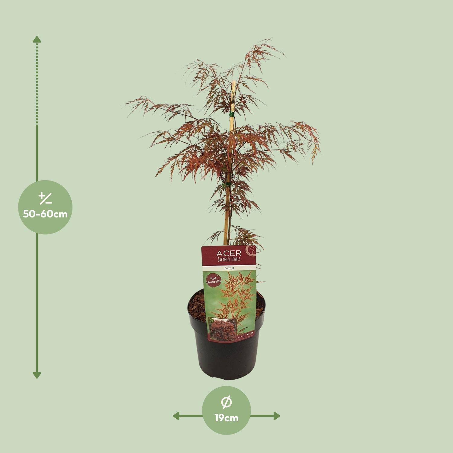 Acer palm. &