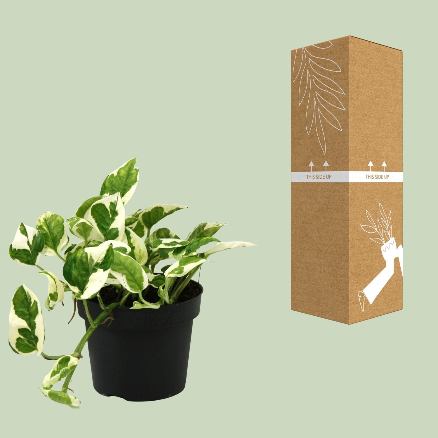 Scindapsus (Epipremnum) N&