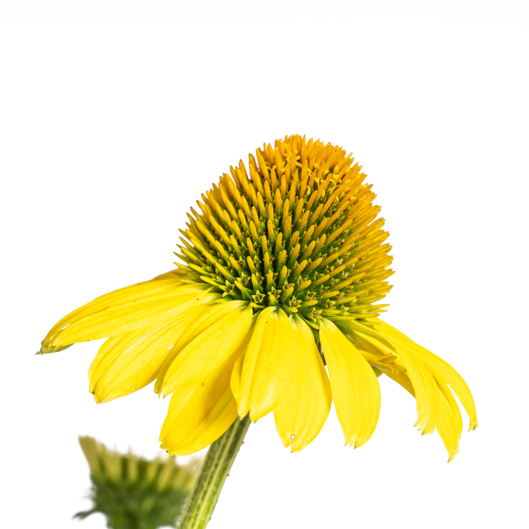 Sonnenhut - Echinacea purpurea Yellow Ø19cm - ↕60 - 70cm