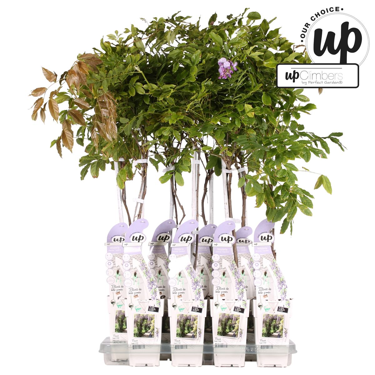 Purpurner Regen - Wisteria sinensis Caroline - Ø15cm - ↕65cm