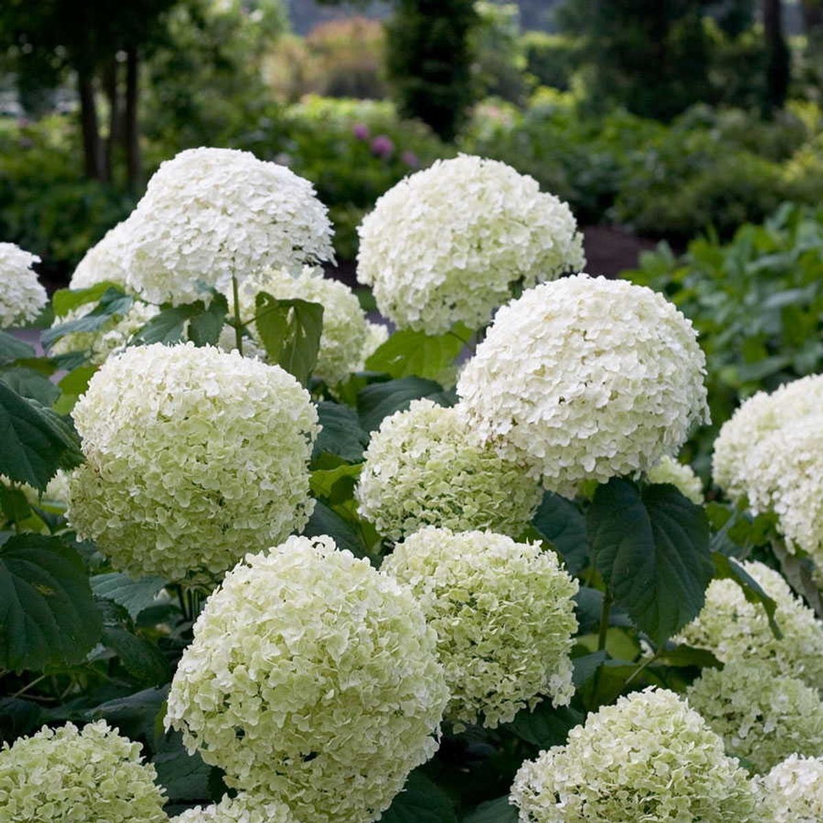 Hortensie - &