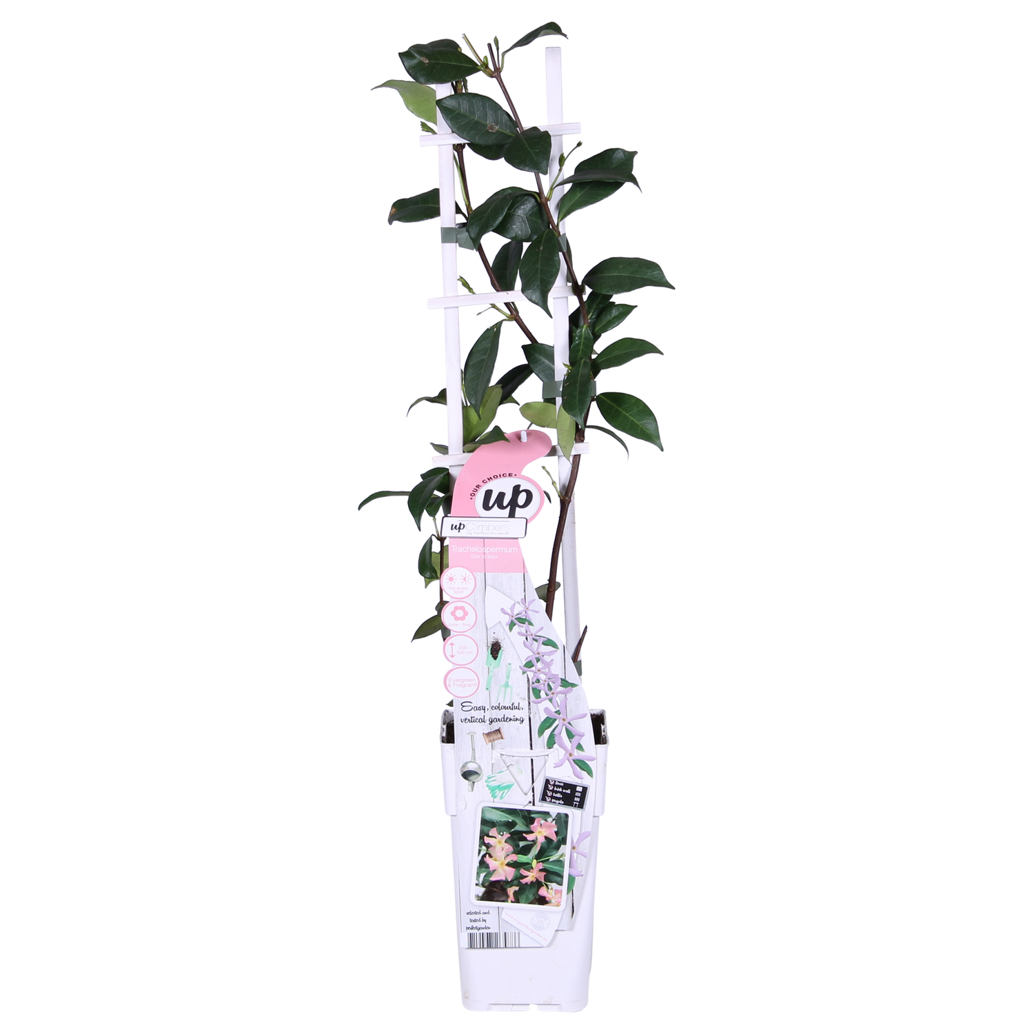 Toskanischer Jasmin Rosa - Trachelospermum &