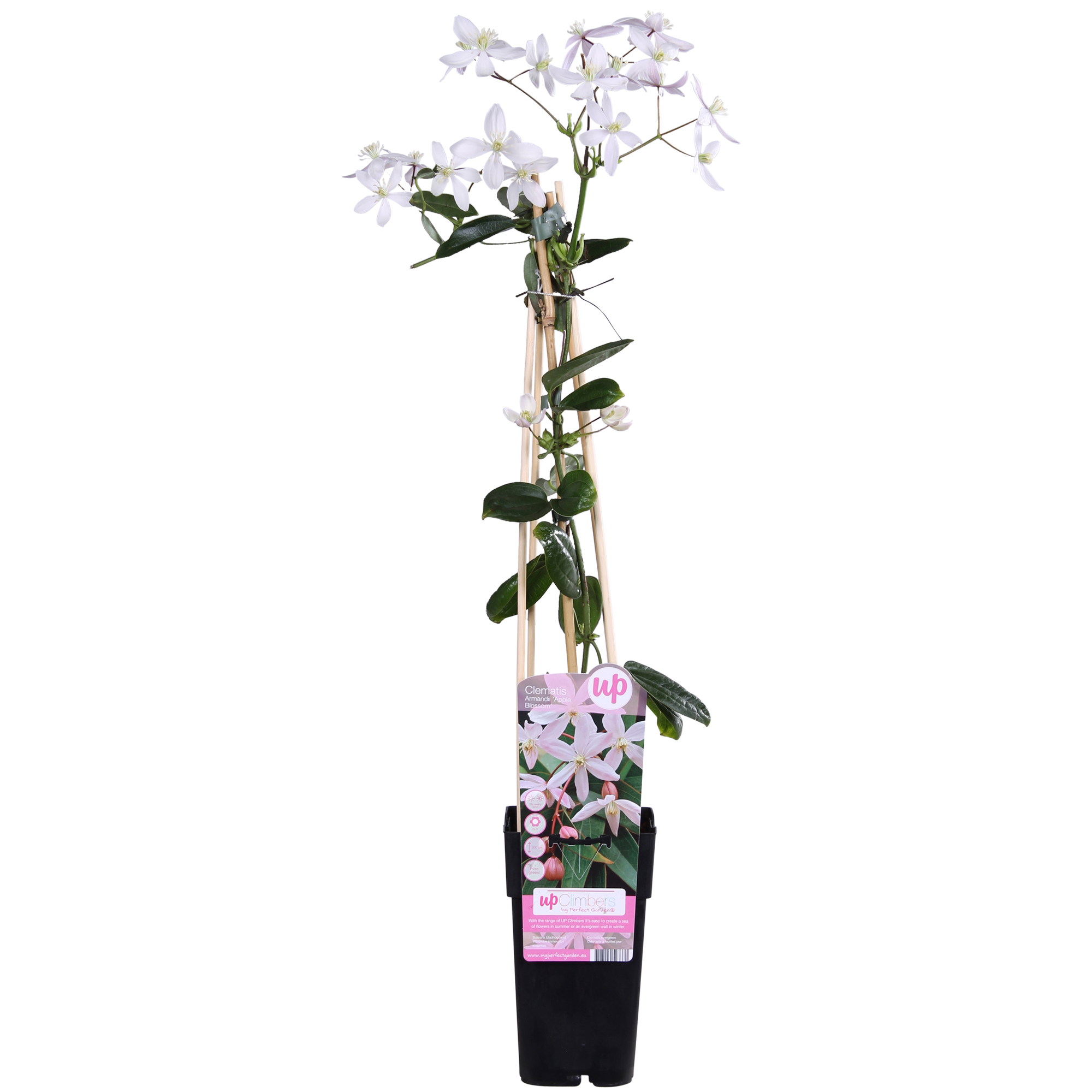 Clematis armandii Apple Blossom - Immergrüne Clematis Hellrosa - Ø15cm - ↕65cm