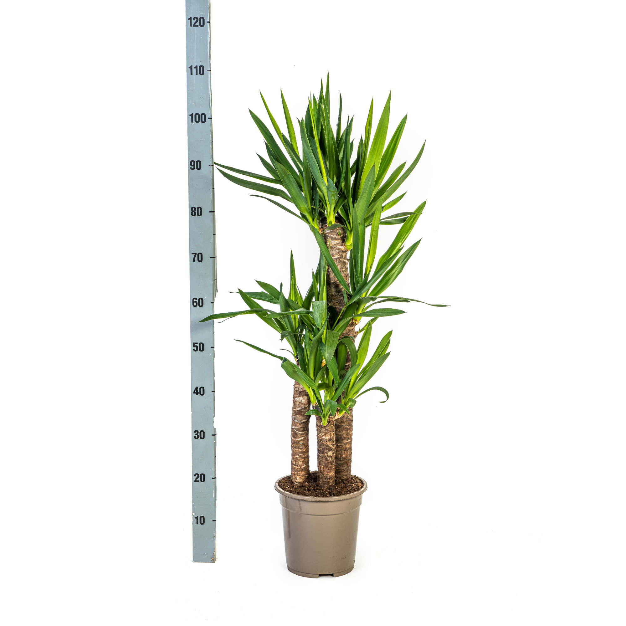 Yucca Elephantipes mit Korb Ø21cm - ↕90 - 110cm