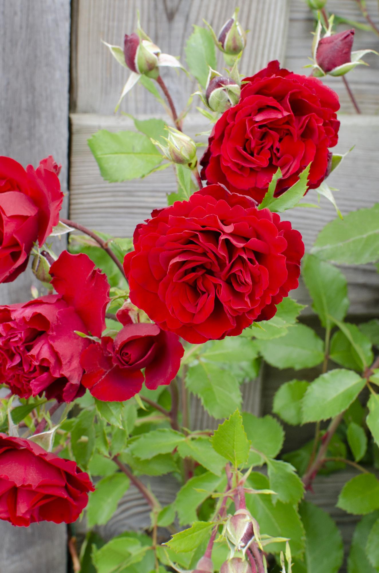 Rosa Crazy in love &