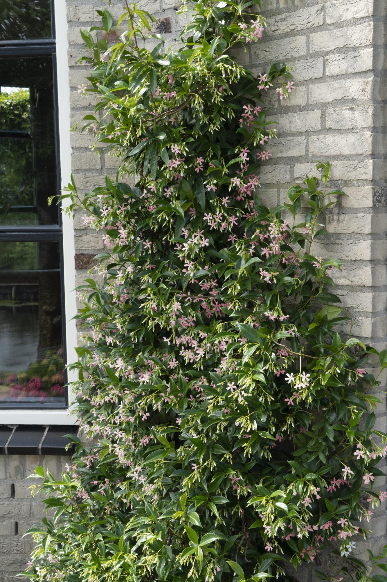 Toskanischer Jasmin Rosa - Trachelospermum &