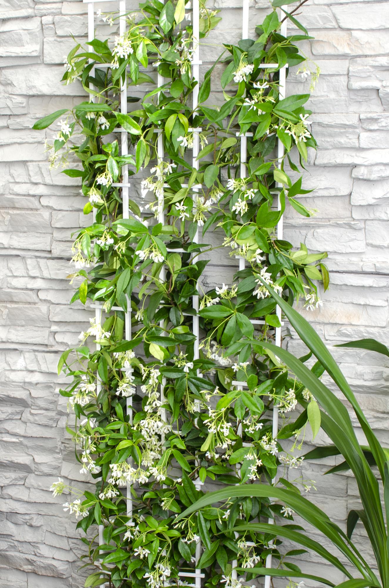 Toskanischer Jasmin Weiß - Trachelospermum &